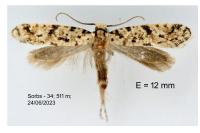 Nemapogon agenjoi