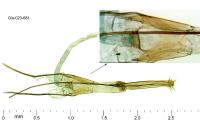 Nemapogon agenjoi