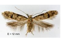 Teleiodes vulgella
