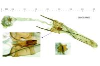 Teleiodes vulgella