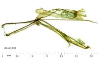 Recurvaria thomeriella