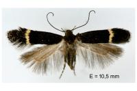 Aproaerema suecicella