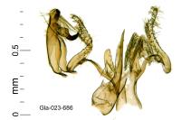 Aproaerema suecicella