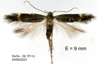 Aproaerema anthyllidella