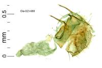 Aproaerema anthyllidella