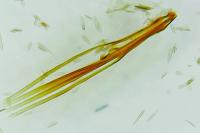 Adela reaumurella