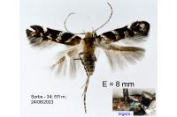 Vulcaniella grabowiella