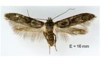 Blastobasis glandulella