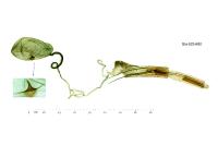 Blastobasis glandulella