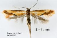 Batia lunaris