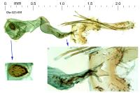 Batia lunaris