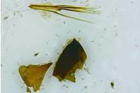 Adela reaumurella