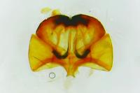 Cephimallota crassiflavella
