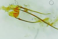 Cephimallota crassiflavella