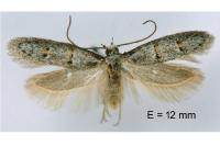 Symmocoides oxybiella
