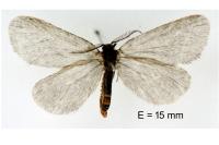 Rebelia plumella surientella