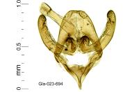 Rebelia plumella surientella