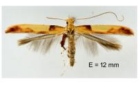 Caloptilia fribergensis