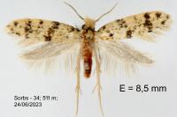 Eumasia parietariella