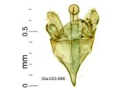 Eumasia parietariella