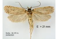 Exaeretia lutosella