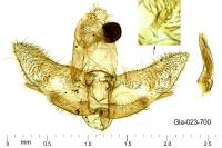 Exaeretia lutosella