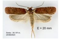 Agonopterix cnicella
