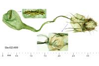 Agonopterix cnicella