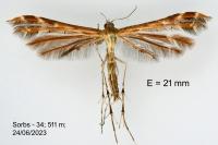 Oxyptilus distans