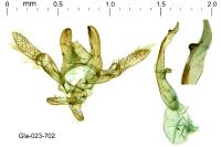 Oxyptilus distans