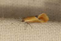 Batia lunaris