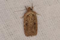 Agonopterix scopariella