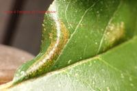 Phyllonorycter blancardella