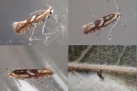 Phyllonorycter blancardella