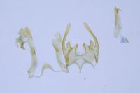 Scrobipalpa ocellatella