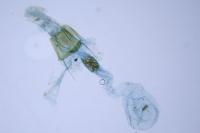 Homaloxestis briantiella