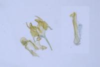 Caryocolum alsinellum
