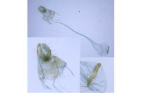 Agonopterix cnicella