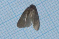 Agonopterix cnicella