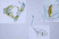 Depressaria radiosquamella
