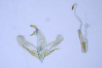 Oegoconia quadripuncta