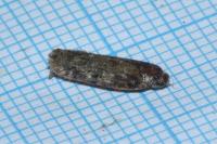 Depressaria radiosquamella