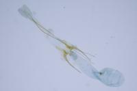 Scrobipalpa monochromella