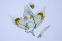 Depressaria radiosquamella