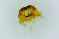 Cephimallota crassiflavella
