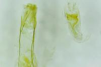 Crassa unitella