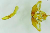 Crassa tinctella