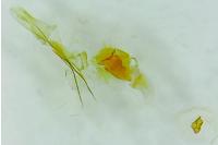 Crassa tinctella