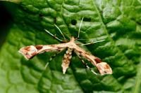 Platyptilia nemoralis