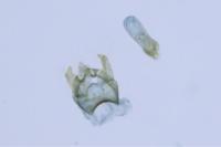 Ectoedemia intimella